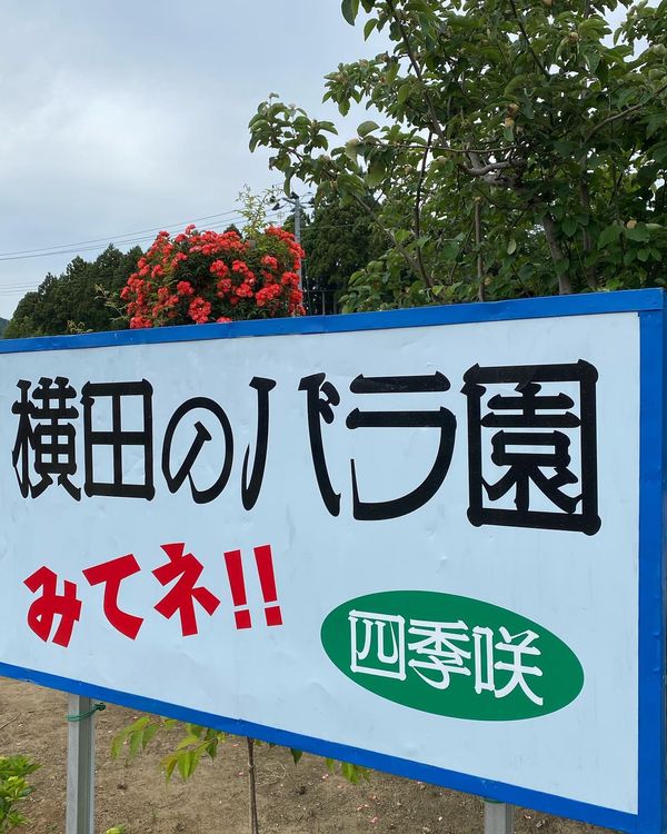 日本・福島県南相馬市「🚙ぶらり✖️🌹薔薇」の写真