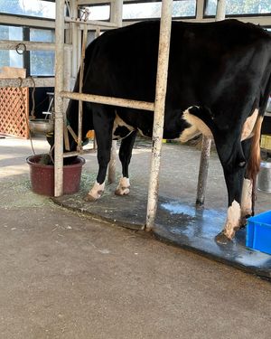 淡路島牧場
ドックランあり。