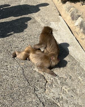 淡路島モンキーセンター
餌えりの時間に行くのがおすすめ