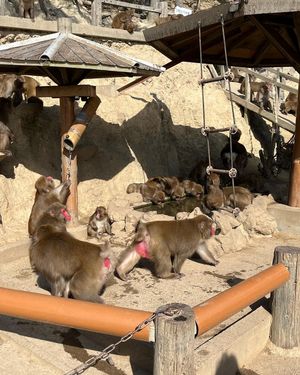 淡路島モンキーセンター
餌えりの時間に行くのがおすすめ