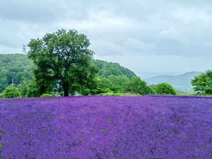 夏の風物詩〜ラベンダー🪻