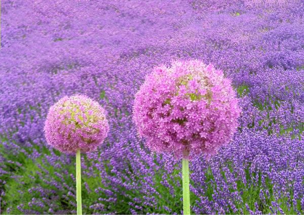 日本・北海道「夏！北海道、ラベンダーの旅」の写真：夏の風物詩〜ラベンダー🪻