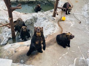 山頂にあるクマ牧場
