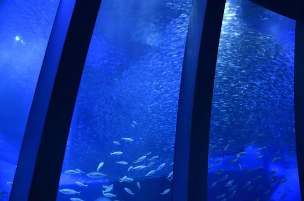 日本・神奈川県「八景島の魚たち」の写真