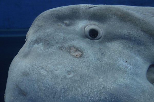 日本・神奈川県「八景島の魚たち」の写真