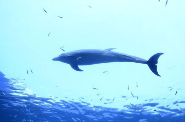 日本・神奈川県「八景島の魚たち」の写真