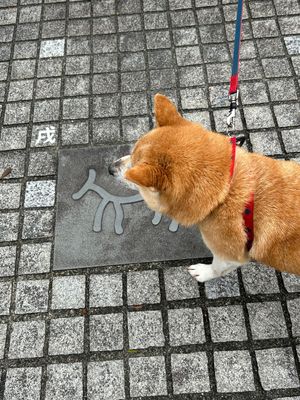 神祇神社⛩️