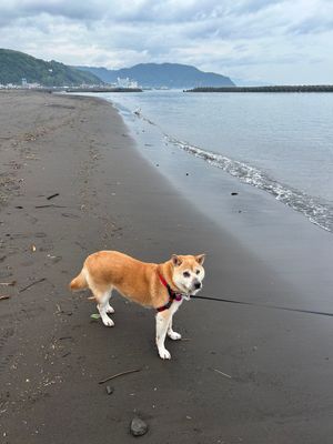 城ヶ崎吊り橋、海鮮丼のお店、伊東オレンジビーチ。
どこもワンコと一緒💕