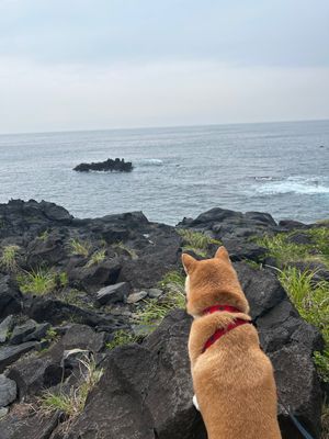 城ヶ崎吊り橋、海鮮丼のお店、伊東オレンジビーチ。
どこもワンコと一緒💕