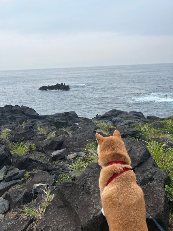 日本・静岡県「ワンコと一緒に伊豆高原🐕」の写真：城ヶ崎吊り橋、海鮮丼のお店、伊東オレンジ...