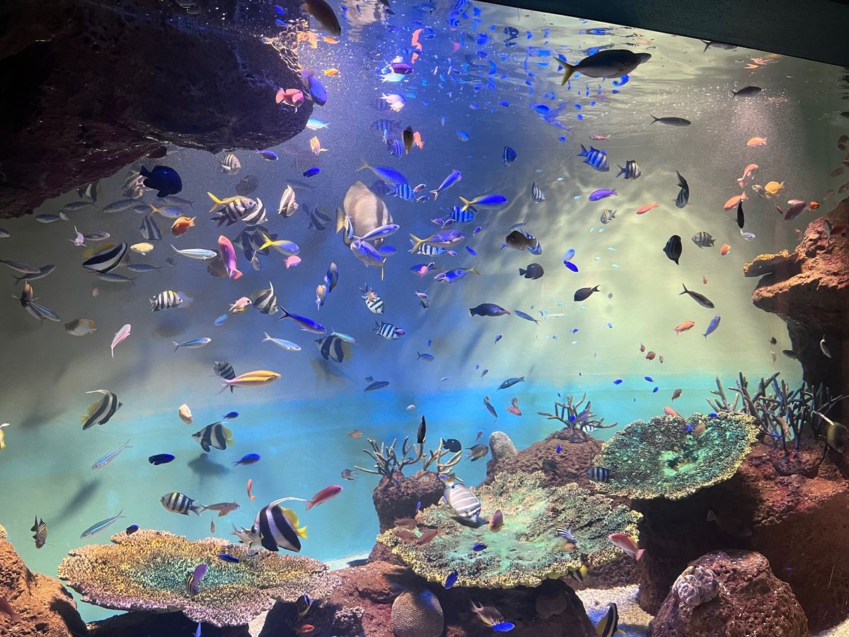 宮島水族館🐟