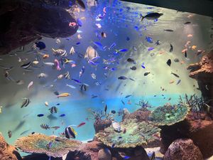 宮島水族館🐟