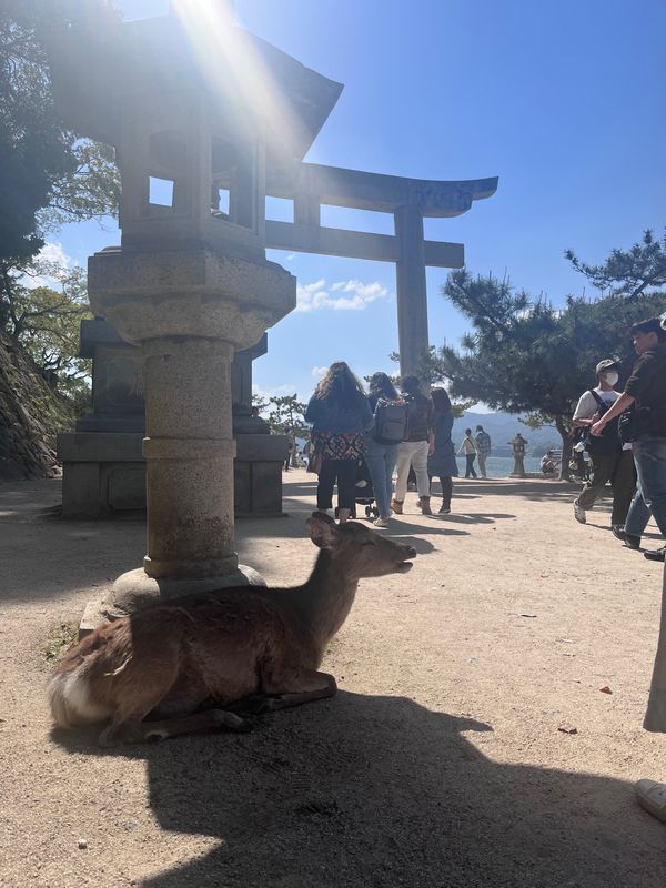 日本・宮島「広島」の写真：🦌