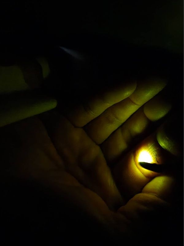 日本・長野県「ほたる祭り」の写真