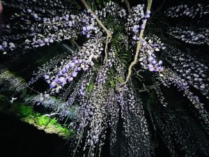 夜の藤の花はまた格別

1枚目がお気に入り