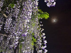 夜の藤の花はまた格別

1枚目がお気に入り