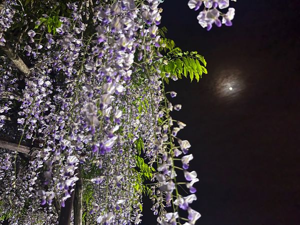 日本・兵庫県「兵庫県 白毫寺」の写真：夜の藤の花はまた格別

1枚目がお気に入り