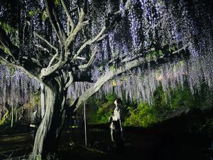 夜の藤の花はまた格別

1枚目がお気に入り