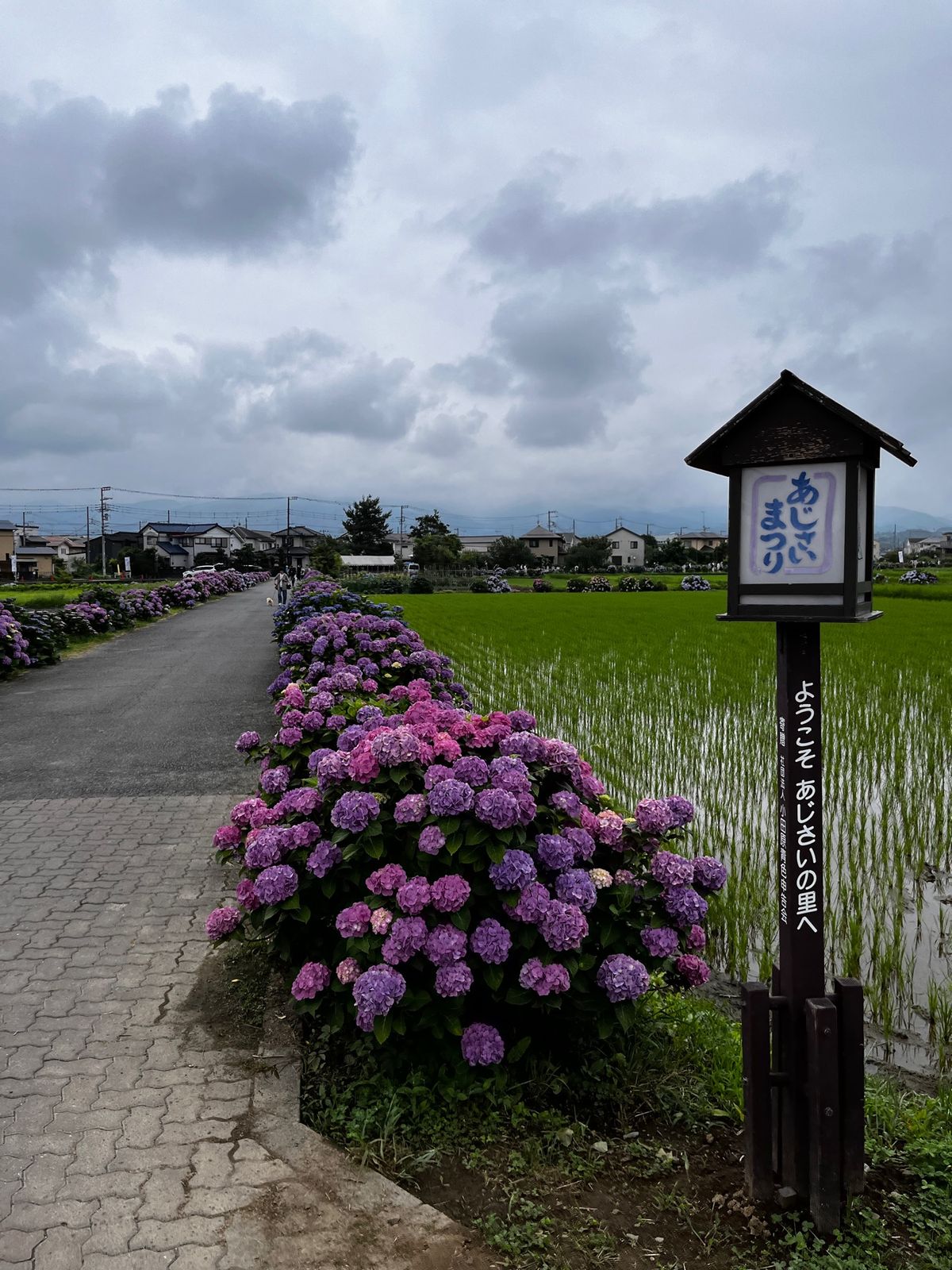 アジサイがとっても綺麗だった