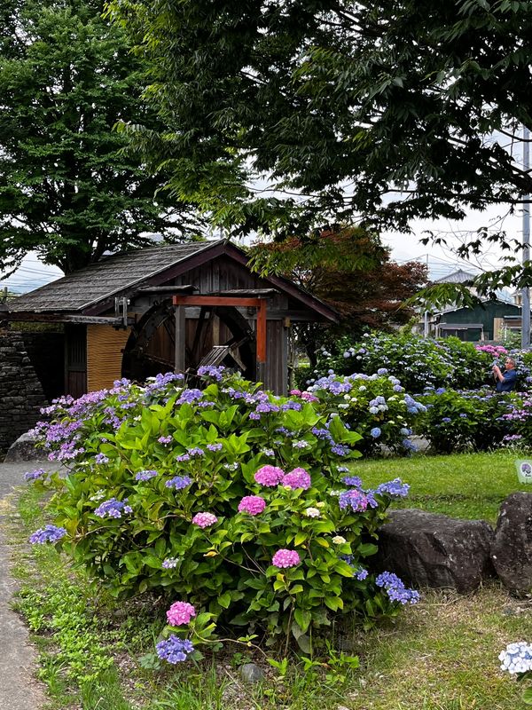 日本・神奈川県「開成町 アジサイ祭り」の写真