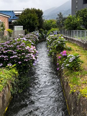 アジサイがとっても綺麗だった