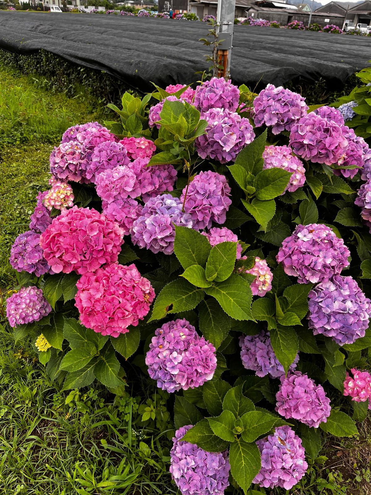 アジサイがとっても綺麗だった