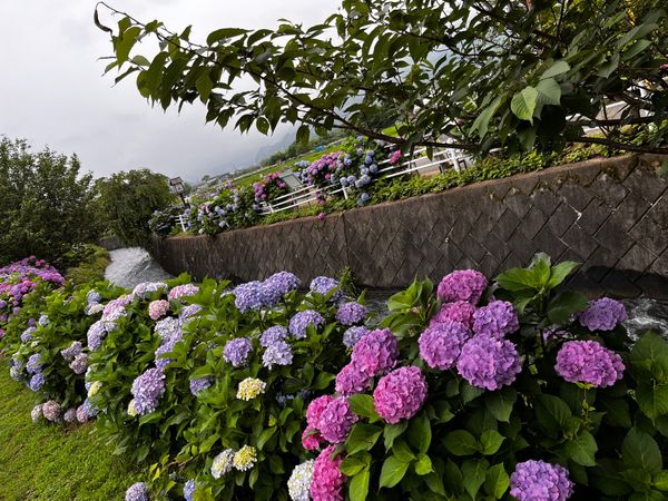日本・神奈川県「開成町 アジサイ祭り」の写真：アジサイがとっても綺麗だった