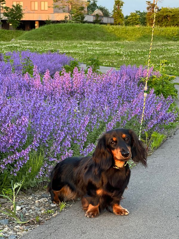 日本・北海道「犬連れ北海道、富良野、帯広」の写真