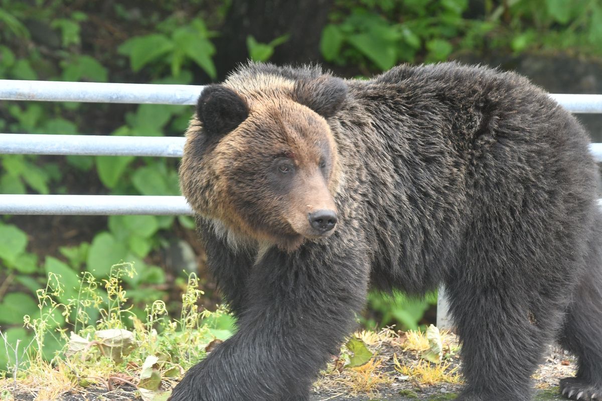斜里町で熊に遭遇。（一眼の望遠です。