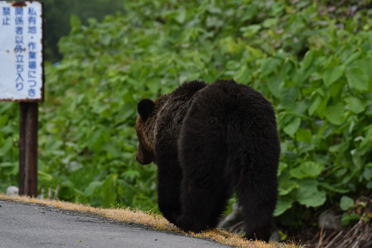 斜里町で熊に遭遇。（一眼の望遠です。
