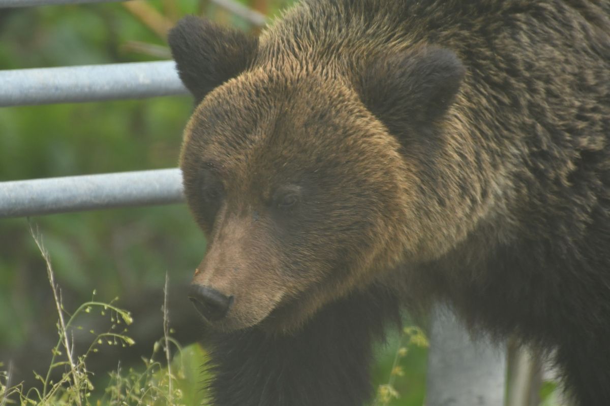 斜里町で熊に遭遇。（一眼の望遠です。