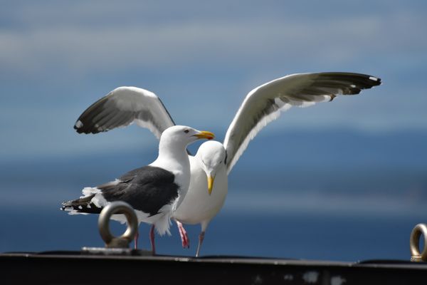 日本・知床「釧路→羅臼→帯広」の写真