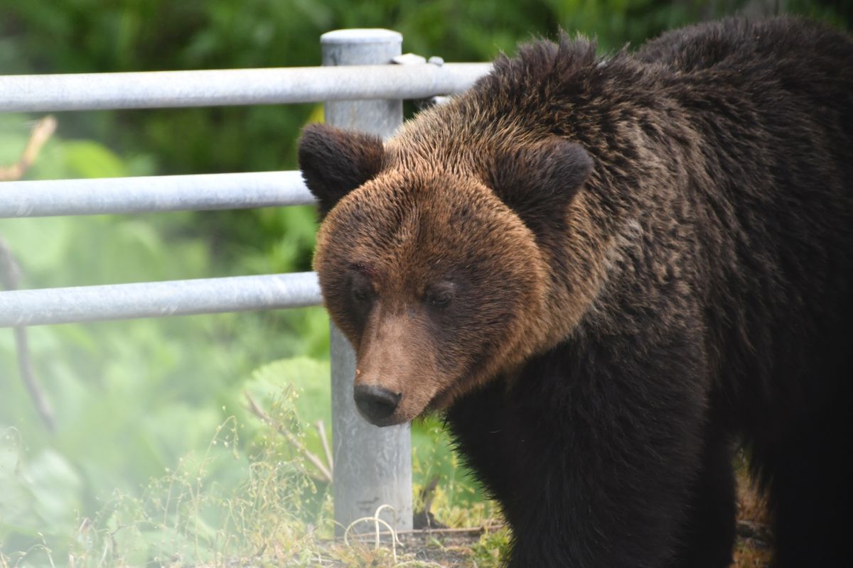 斜里町で熊に遭遇。（一眼の望遠です。