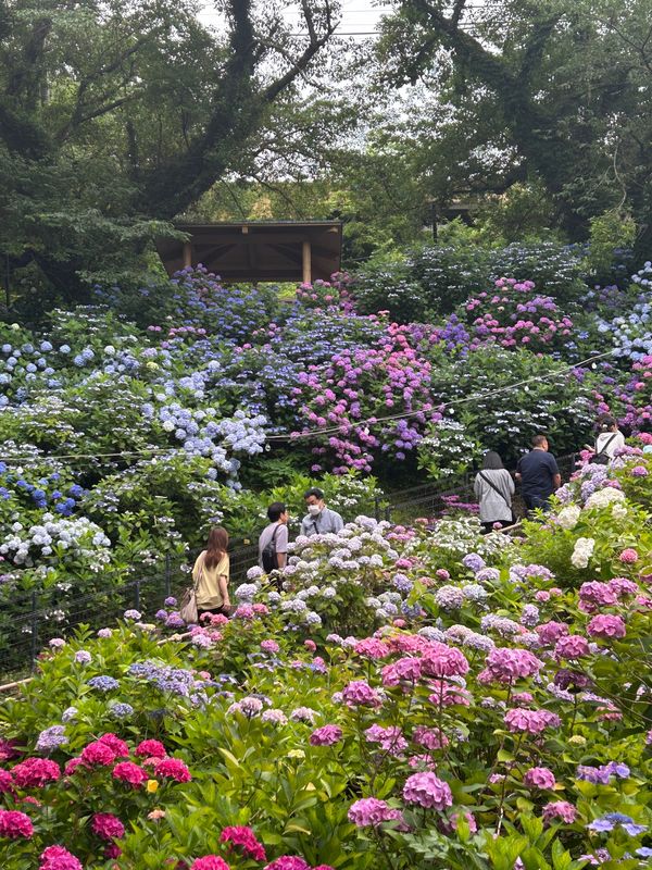 日本・愛知県「紫陽花からの〜BBQ」の写真