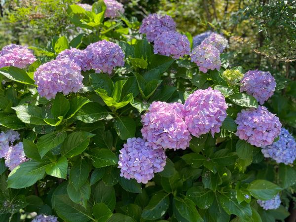 日本「鎌倉 長谷寺」の写真