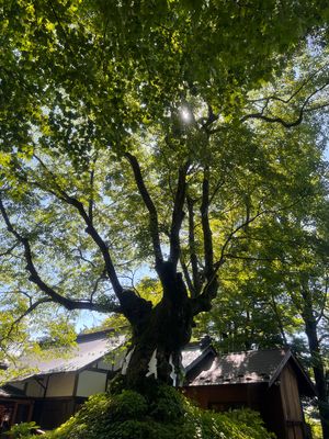 熊野皇大神社にワンコたちのお礼参りに行ってきました