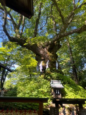 熊野皇大神社にワンコたちのお礼参りに行ってきました