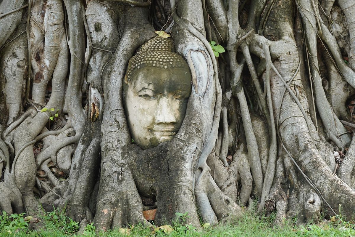 ワット・マハータートの木の中にある仏像

なんでここにあるのか聞いたんだけ...