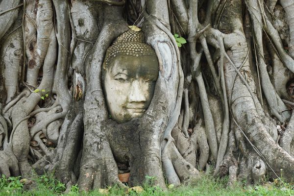タイ・バンコク「とりあえずタイ」の写真：ワット・マハータートの木の中にある仏像
...