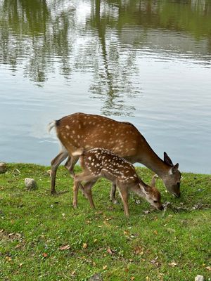 奈良公園の鹿の親子に癒される🦌