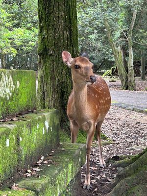 奈良公園の鹿の親子に癒される🦌