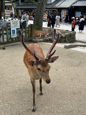 奈良公園の鹿の親子に癒される🦌