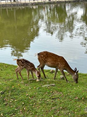 奈良公園の鹿の親子に癒される🦌