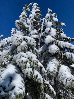 相方に誘われて北横岳登山
寒いし疲れました。