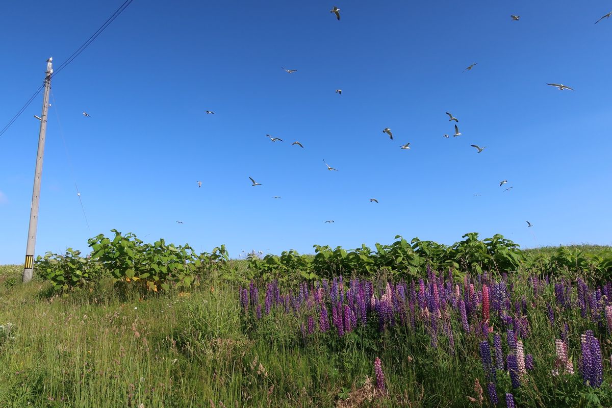 午後からはレンタカーを借りて、定番のコースを観光しながら約4時間のドライブ🚗💨