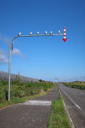 午後からはレンタカーを借りて、定番のコースを観光しながら約4時間のドライブ🚗💨