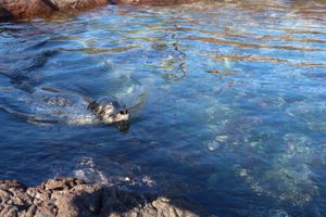 仙法志御崎海岸でアザラシを見たあと、沓形のお祭り見学し、今日の最後もやっぱ...