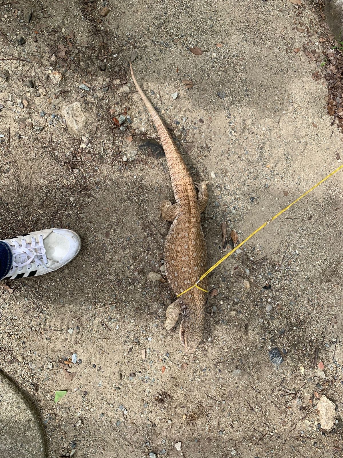 大阪城に鷹匠がいた‼️