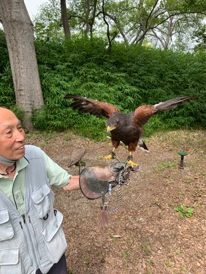 大阪城に鷹匠がいた‼️