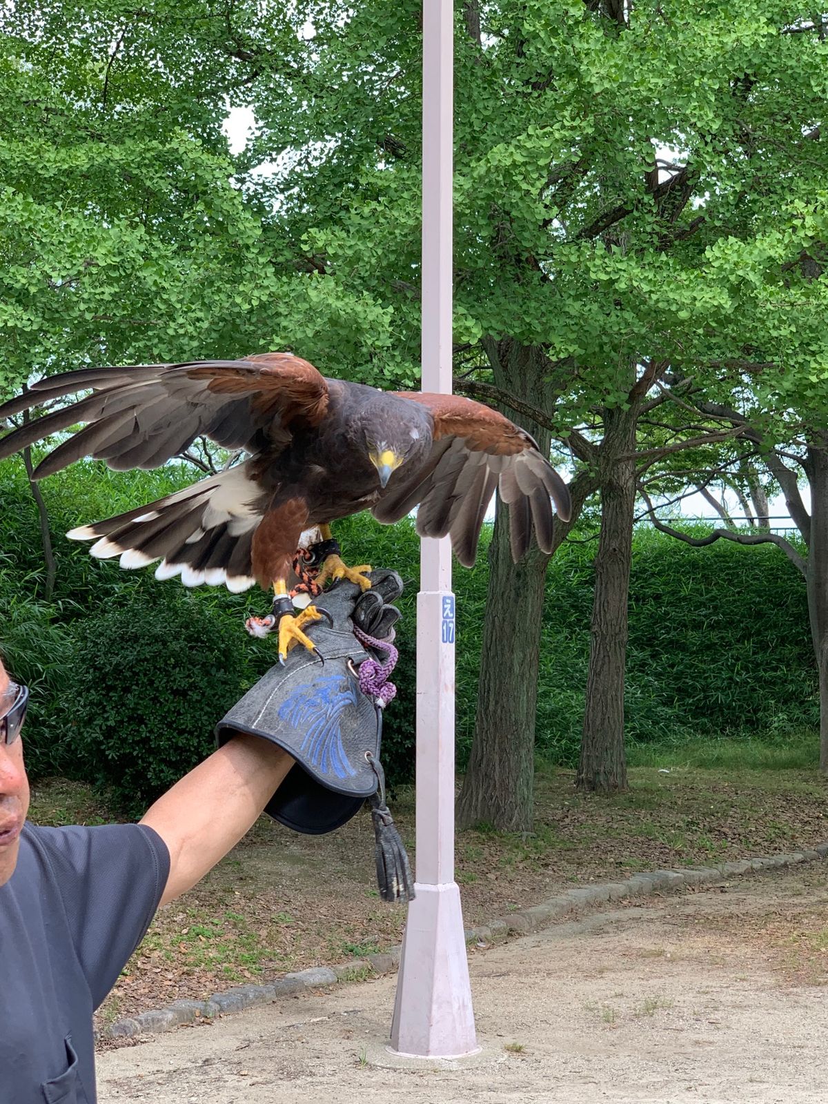 大阪城に鷹匠がいた‼️